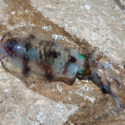 少し難しくなってきた越前デイエギング